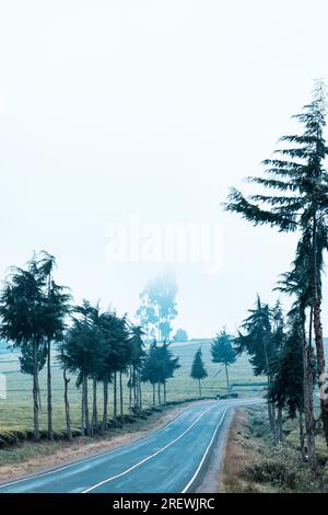 Kiambu County Limuru Central Province Thika Tea Leaves Farm Farming Kenya Landscape Large scale field vegetations plants meadows green highway road ep Stock Photo