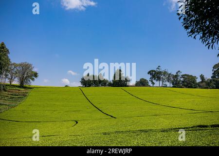 Kiambu County Limuru Central Province Thika Tea Leaves Farm Farming Kenya Landscape Large scale field vegetations plants meadows green highway road ep Stock Photo