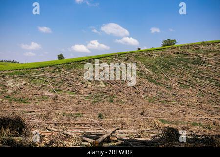 Kiambu County Limuru Central Province Thika Tea Leaves Farm Farming Kenya Landscape Large scale field vegetations plants meadows green highway road ep Stock Photo