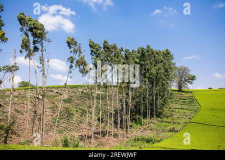 Kiambu County Limuru Central Province Thika Tea Leaves Farm Farming Kenya Landscape Large scale field vegetations plants meadows green highway road ep Stock Photo