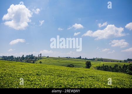 Kiambu County Limuru Central Province Thika Tea Leaves Farm Farming Kenya Landscape Large scale field vegetations plants meadows green highway road ep Stock Photo