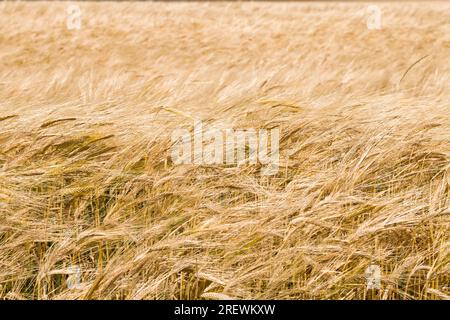 agricultural field sown with barley that is almost ripe and has become yellow Golden color, barley is ready for harvest, high yield of grain barley Stock Photo