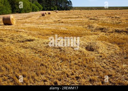 agricultural field on which there are stacks after the harvest of wheat, from wheat there were Golden stacks of prickly straw, stacks of their wheat s Stock Photo