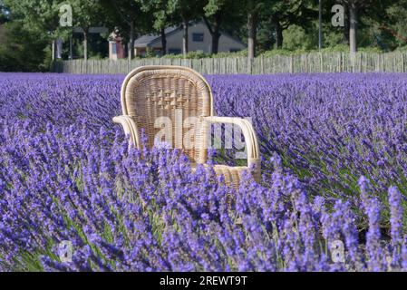 Wicker chair for outdoor recreation in a blooming lavender field Stock Photo