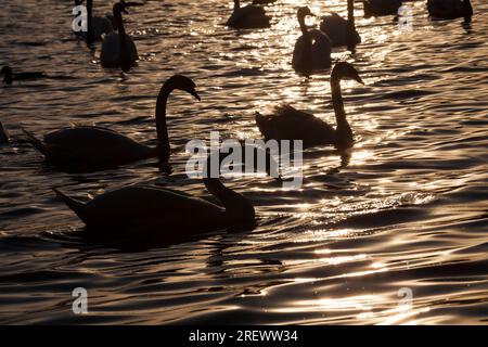 swimming at dawn of the sun group Swans, many Swans in the spring time of the year in the Golden rays during dawn or sunset, spring time of the year o Stock Photo