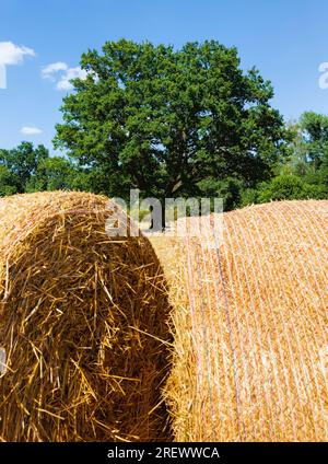 agricultural field with prickly straw from wheat, the grain from which was collected for food, wheat field on a Sunny summer day Stock Photo