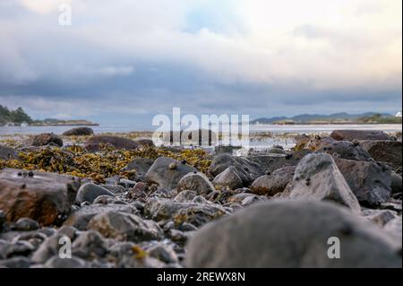 Closeup of a rocky beach exposed to the air at sunrise during low tide. Stock Photo