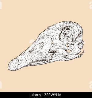domestic goose skull head vector illustration Stock Vector