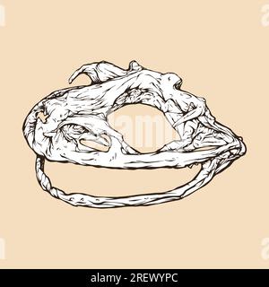 goliath frog skull head vector illustration Stock Vector