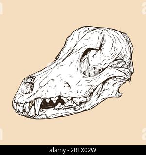 domestic dog skull head vector illustration Stock Vector
