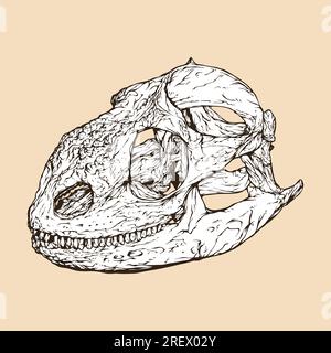 galapagos land iguana skull head vector illustration Stock Vector