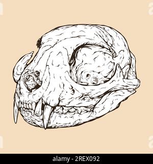 domestic cat skull head vector illustration Stock Vector
