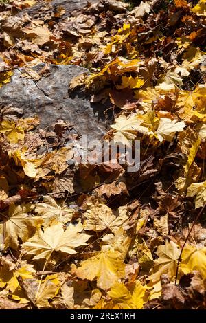 features of autumn weather in the forest or in the Park, trees with colorful multi colored foliage, Sunny weather Stock Photo