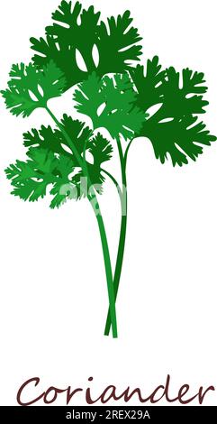 Sprig of coriander. Green leaves Stock Vector