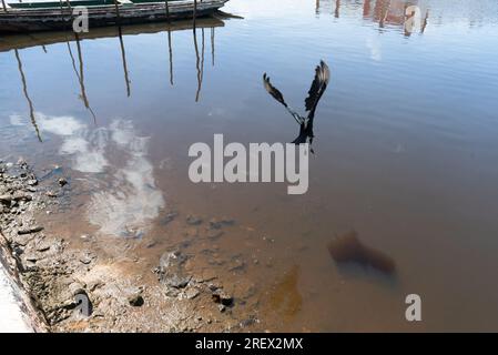 A vulture flying over the waters of a river in search of food. preserved environment Stock Photo