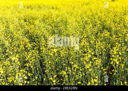 yellow blooming rapeseed in an agricultural field, farming as an activity and business, high quality selection of rapeseed varieties to obtain the lar Stock Photo