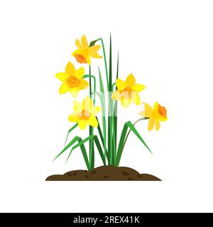 Daffodils cartoon illustration Stock Vector