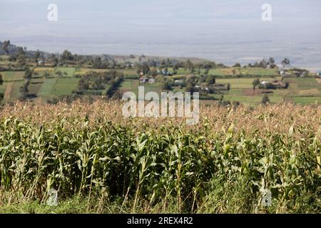 Kenyan Maize Corns Plantations Fields Plants Vegetations Farm Farming Stock Photo