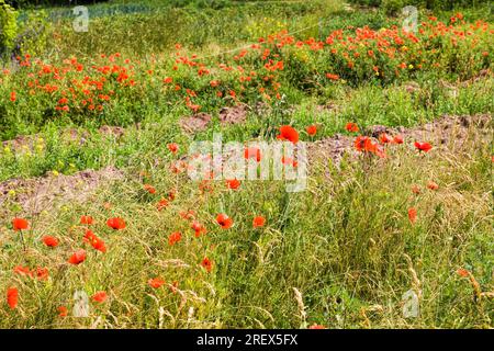 red poppies in the agricultural field, agriculture as a type of activity and business, high quality selection of varieties of agricultural plants and Stock Photo