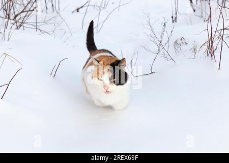 a cat in snow drifts, colored cat during a walk in a snow covered park, a beautiful pet stray animal that walks on deep snow in winter Stock Photo