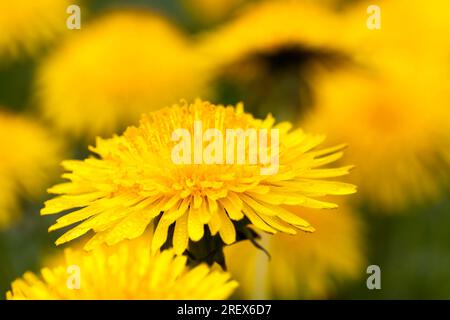 details of yellow fresh dandelions on the field in spring, dandelion flowers fresh and recently bloomed, dandelion in the wild close up Stock Photo