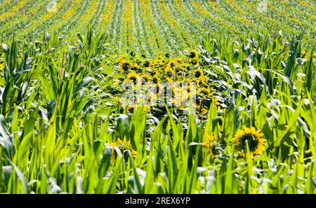 corn and sunflowers in the agricultural field, farming as a type of activity and business, high quality selection of varieties of corn and sunflowers Stock Photo