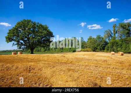 a tall green oak and an agricultural field with prickly straw from wheat, the grain from which was collected for food, a wheat field and one oak tree Stock Photo