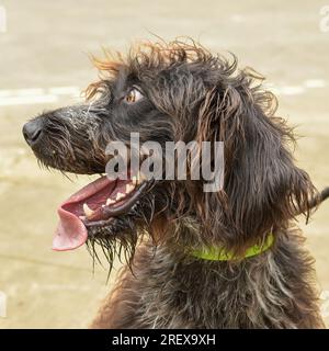 German wire haired pointer Stock Photo