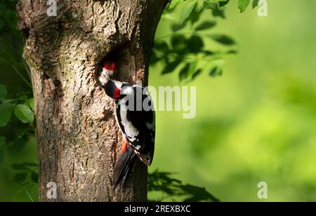 Close-up of a male great spotted woodpecker feeding chick, UK. Stock Photo