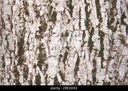 The texture of the bark of a walnut tree Stock Photo