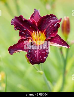 'Ed Murray' Daylily, Daglilja (Hemerocallis) Stock Photo