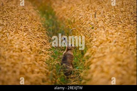 hare, cute rabbit with big ears hiding in the fields Stock Photo