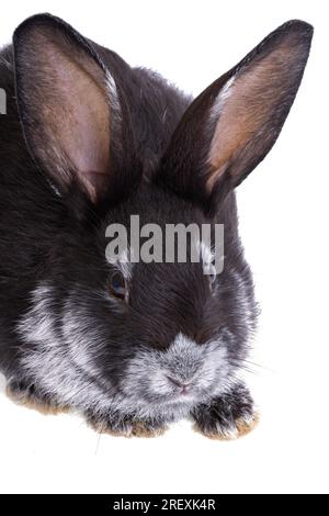 Black rabbit isolated on white background Stock Photo - Alamy