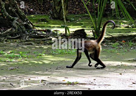 Spider Monkey, Mexico Stock Photo