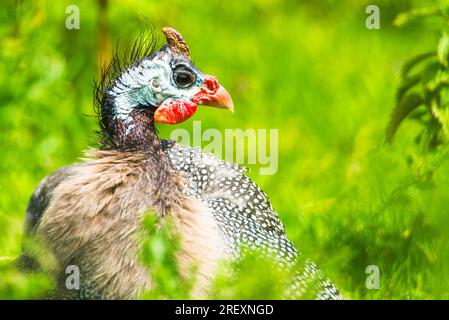 Portrait of Helmeted Guinea Fowl, Numida meleagris Stock Photo