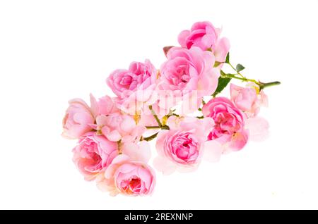 pink small rose isolated on white background Stock Photo - Alamy