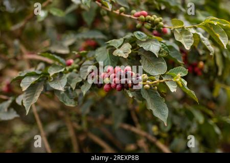 Coffee Farm Farming In Kenya Green Red Beans Ripe Arabica In Ruiru Kiambu County Highlands Kenya East Africa Landscape Nature Agriculture Travel Docum Stock Photo