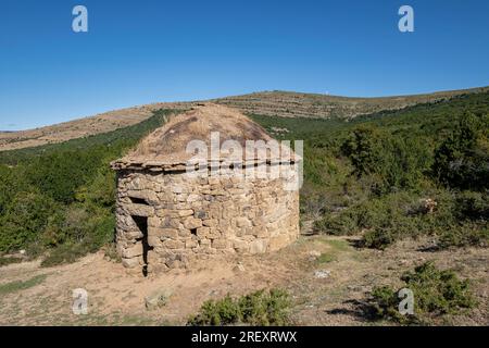 Acebal de Garagüeta, Ilex aquifolium, Soria, Autonomous Community of Castilla, Spain, Europe Stock Photo