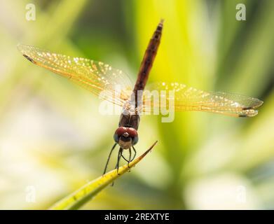 Closeup macro detail of wandering glider dragonfly Pantala flavescens perched on leaf frond in garden Stock Photo
