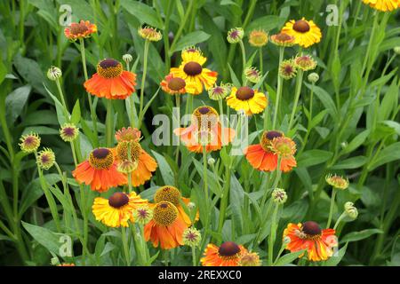 Closeup of the multicoloured summer flowering herbaceous perennial garden plant helenium Waltraut or Sneezeweed Stock Photo