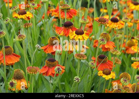 Closeup of the multicoloured summer long flowering herbaceous perennial garden plant helenium Waltraut or Sneezeweed Stock Photo