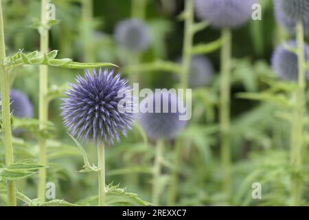 Closeup of the blue summer flowering herbaceous perennial garden plant echinops bannaticus taplow blue. Stock Photo