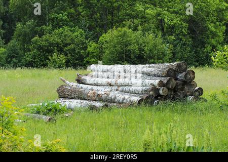 Sawn birch logs are stacked in a forest clearing Stock Photo