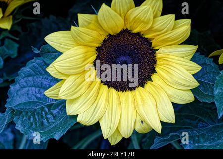 Paris, France. July 29, 2023. Sunflower, a flower that is used in the manufacture of oil, from its seeds. Credit: Gabriel MIHAI / Alamy Stock Photo Stock Photo