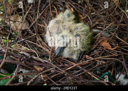 Woodpigeon, Columba palumbus, single chick in nest, London, United Kingdom Stock Photo