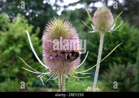 Wild teasel Dipsacus fullonum with bee collecting pollen. Stock Photo