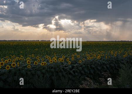 July 7, 2023, Primorskye, Ukraine: Sunflower fields near Primorskye village, 8km from the frontline. Despite the currently ongoing Ukrainian counteroffensive in the Zaporizhzhya region, and the risk of a terrorist attack on the nuclear power plant, daily life in the Zaporizhzhia region is still going on. Warm evenings fill the city's streets with strolling people, while sunflowers are blooming in the frontline areas and the first harvests has begun. However, intensified warfare does not let up - intense shelling almost daily takes the lives of people, who additionally suffer from lack of water Stock Photo