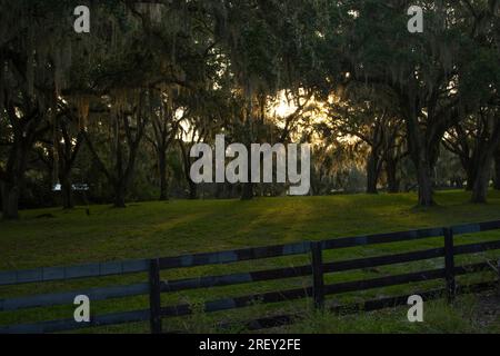 Trees on a ranch in Florida covered with Spanish Moss. Stock Photo