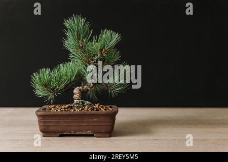 Small bonsai tree Japanese White Pine 'Pinus Parviflora' in a brown pot on a wooden table and dark background Stock Photo