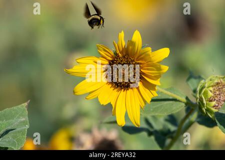 A Bumblebee with pollen covering its legs flying over a Sunflower bloom with damaged petals on a sunny, Summer morning. Stock Photo